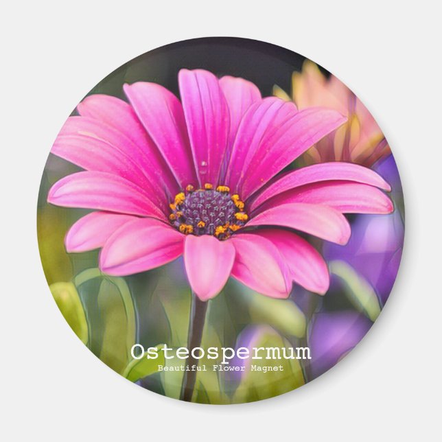 Íman Osteospermum (Frente)