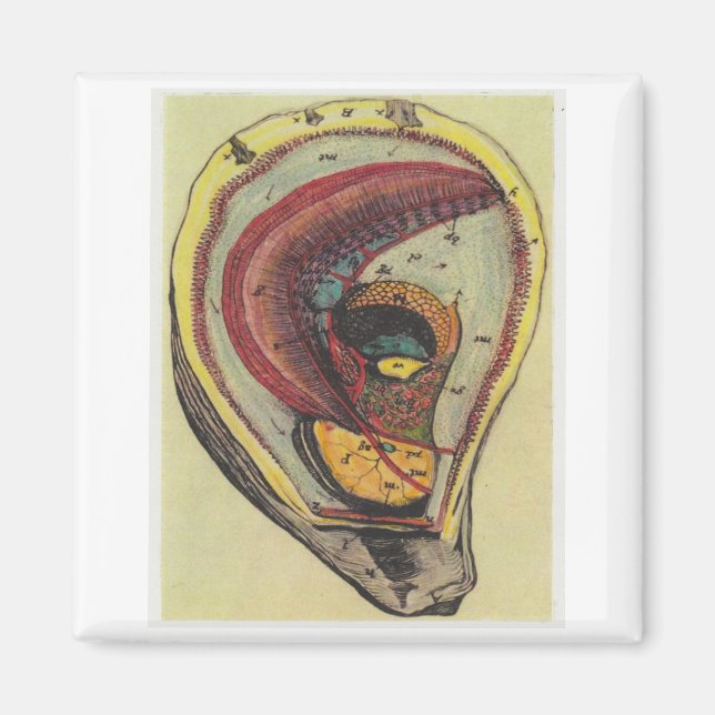 Íman ostra (Frente)