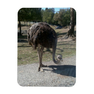 Íman Ostrich