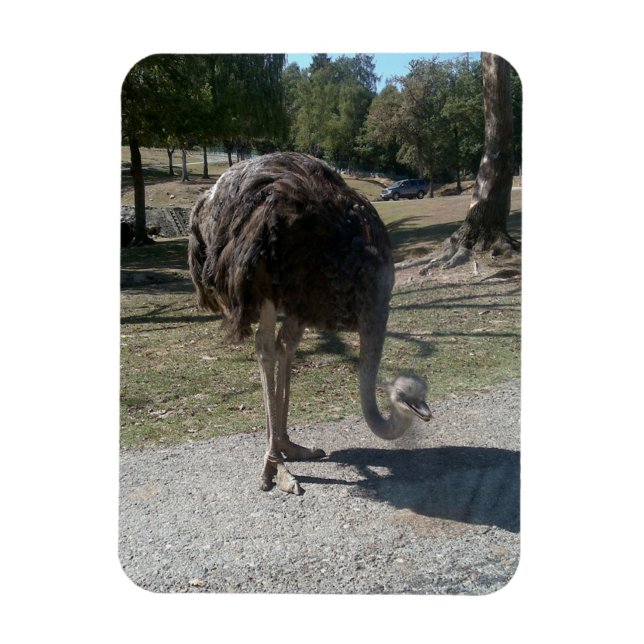 Íman Ostrich (Vertical)