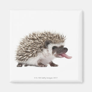 Íman ouriço Quatro-toed - albiventris de Atelerix