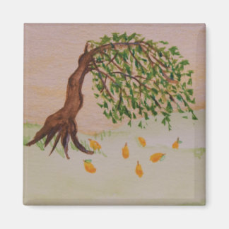 Íman Ouro à tarde-ímã