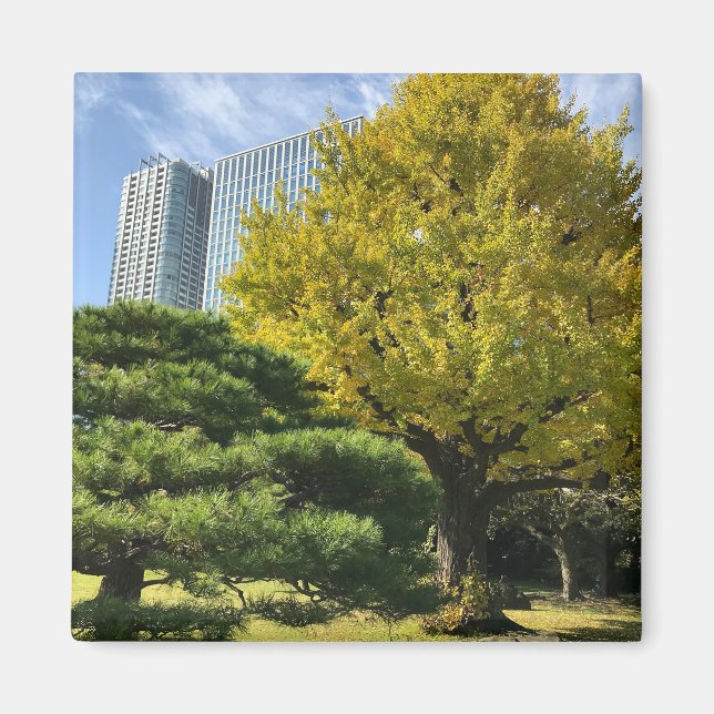 Íman Ouro Amarelo Ginkgo e Pine Tree (Frente)