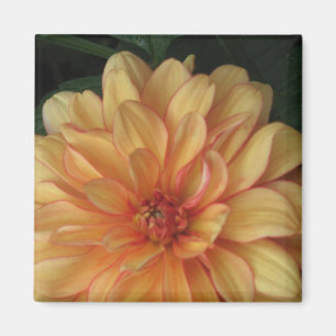 Íman Ouro Dahlia Magnets
