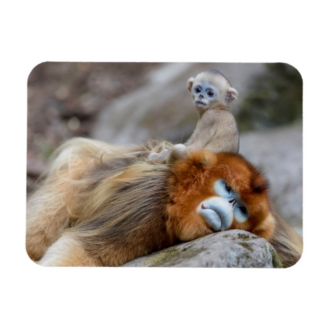 Íman Ouro de macaco com nariz esnube Pai com bebê (Horizontal)