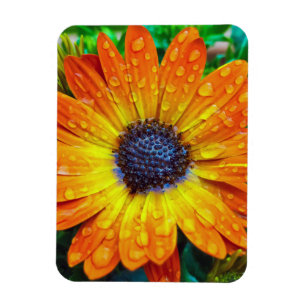 Íman Ouro grande Flower Close para cima