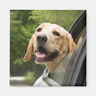 Íman Ouro Labrador No Espelho Da Rearview
