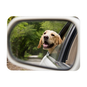 Íman Ouro Labrador No Espelho Da Rearview