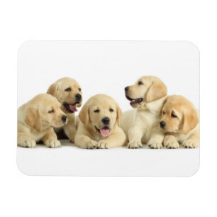 Íman Ouro Labrador Puppie
