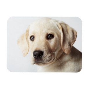 Íman Ouro Labrador Puppy