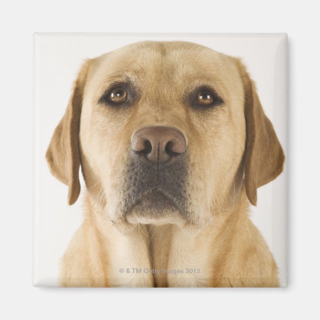 Íman Ouro Labrador Retriever (Canis familiaris). (Frente)