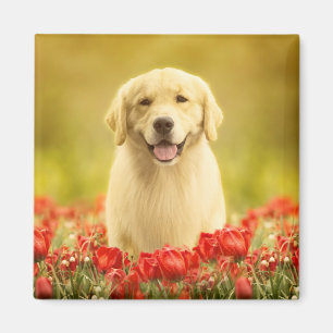 Íman Ouro para sempre nas flores vermelhas