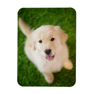 Íman Ouro - Retirador de Puppy com Grass