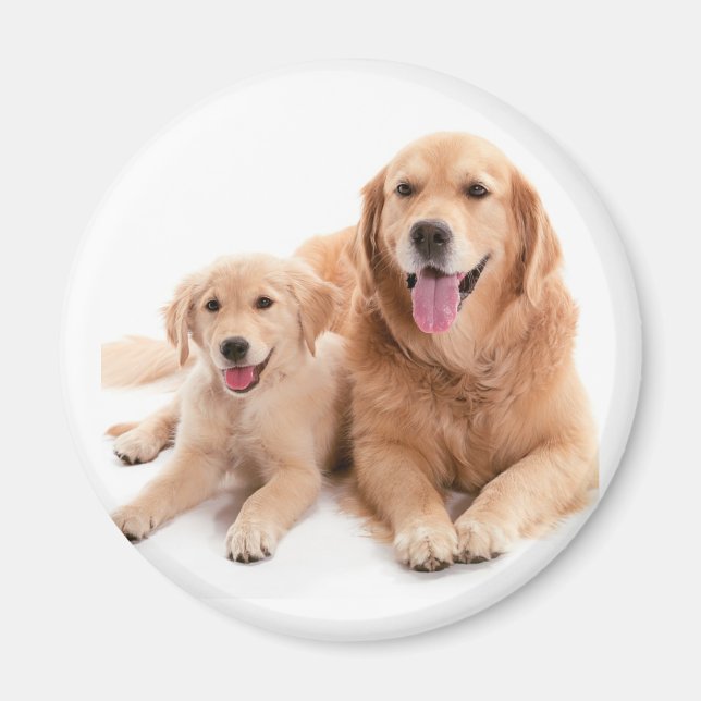Íman Ouro Retriever Buddies (Frente)