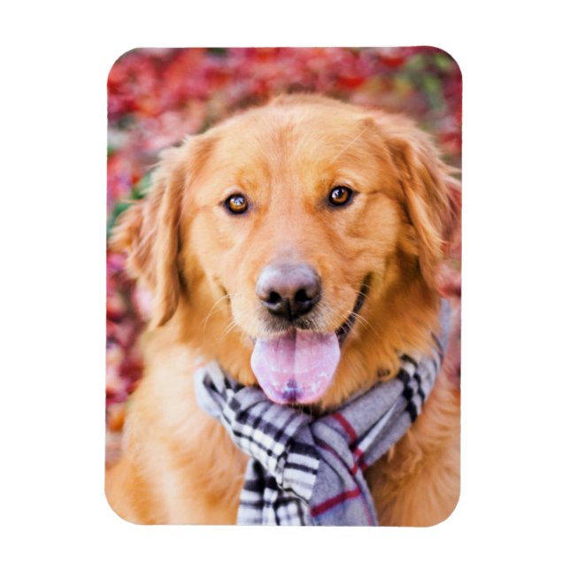 Íman Ouro Retriever Em Scarf (Vertical)