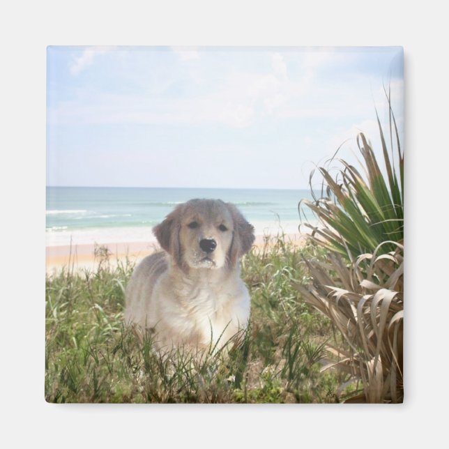 Íman Ouro Retriever Magnet Purfect Puppy (Frente)