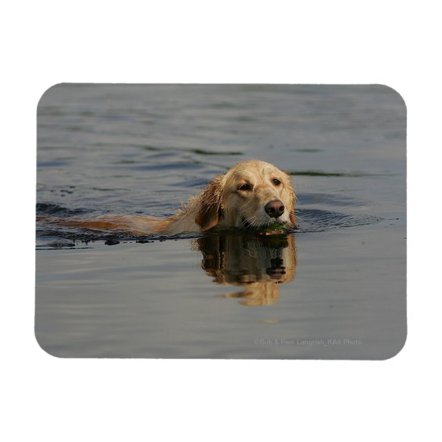 Íman Ouro Retriever Natação (Horizontal)