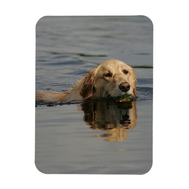Íman Ouro Retriever Natação (Vertical)