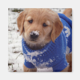 Íman Ouro Retriever Puppy