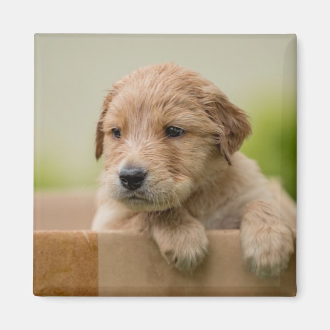 Íman Ouro Retriever Puppy in Box (Frente)