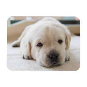 Íman Ouro Sonolento Labrador