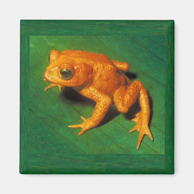 Íman Ouro Toad Magnet (Frente)