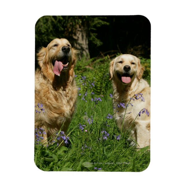 Íman Ouros de retenção na grama (Vertical)