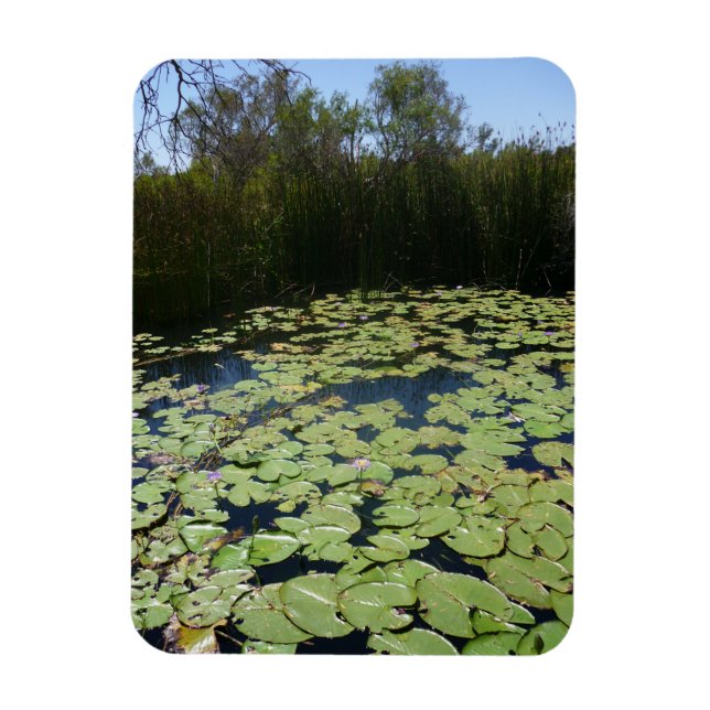 Íman Outback Lily Pads Fotografia Flexível (Vertical)