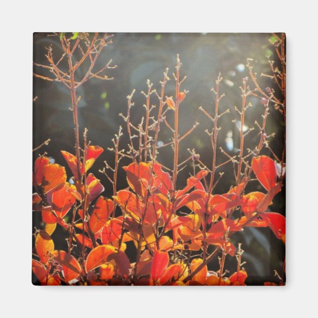 Íman Outono em Camberra (Frente)