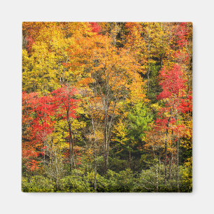 Íman Outono em Sims Pond North Carolina, Blue Ridge