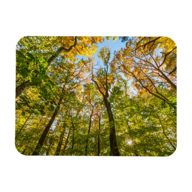 Íman Outono em uma floresta em Amesbury, Massachusetts (Horizontal)