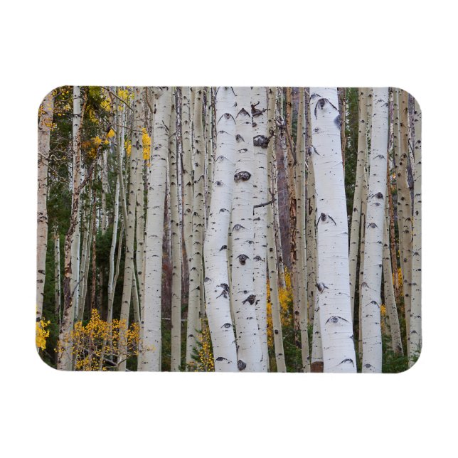 Íman Outono no Aspen (Horizontal)
