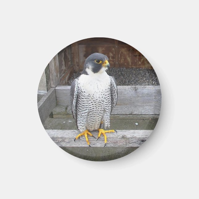 Íman Outro Magnet Archer (Frente)