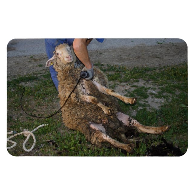 Íman Ouvintes (Horizontal)