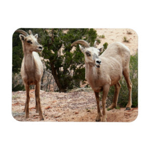 Íman Ovelha Engraçada no Parque Nacional do Zion