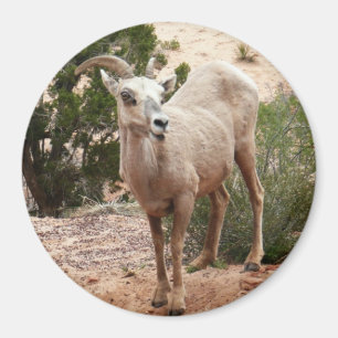 Íman Ovelha Engraçada no Parque Nacional do Zion