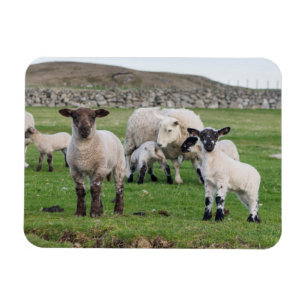 Íman Ovelha Shetland