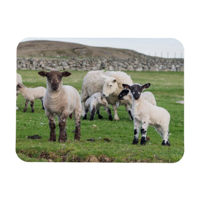 Íman Ovelha Shetland (Horizontal)