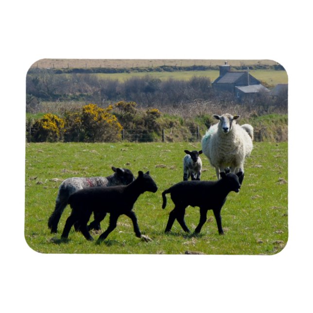 Íman Ovelhas Bodmin Moor Cornwall Inglaterra (Horizontal)