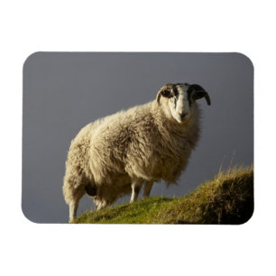 Íman Ovelhas, Península de Trotternish, Ilha de Skye,