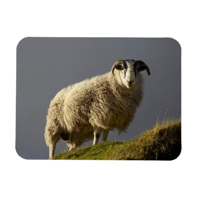 Íman Ovelhas, Península de Trotternish, Ilha de Skye, (Horizontal)