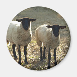 Íman Ovelhas Suffolk Amigáveis no Pátio do Celeiro ao S