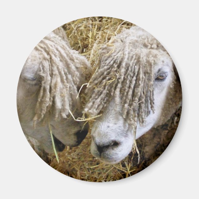 ÍMAN OVINO (Frente)