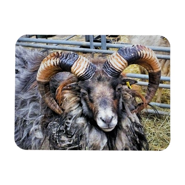 ÍMAN  OVINO (Horizontal)