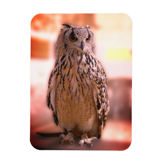 Íman Owl Experience Somerset (Vertical)