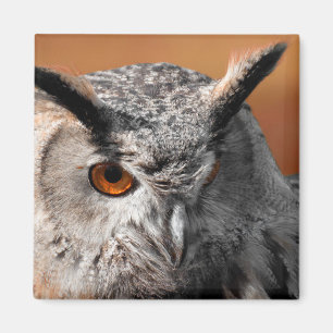 Íman Owl Stare