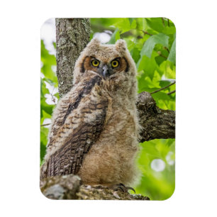 Íman Owlet