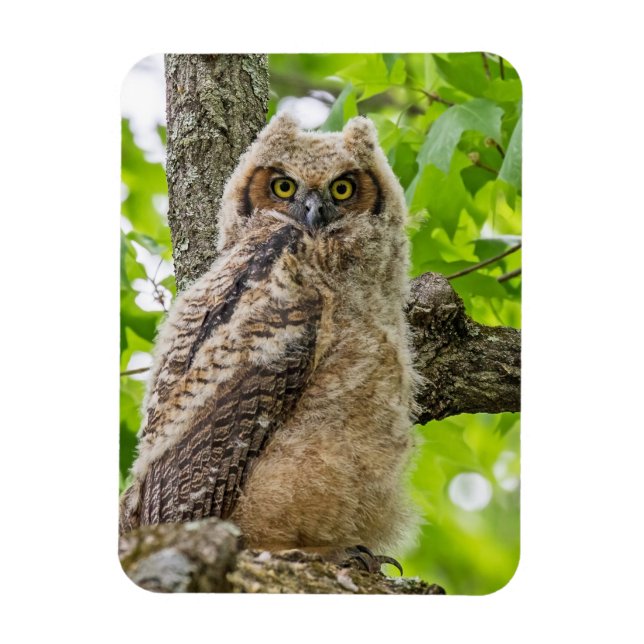 Íman Owlet (Vertical)