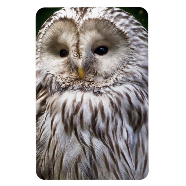 ÍMAN  OWLS (Vertical)