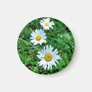 Íman Ox-Eye Daisies